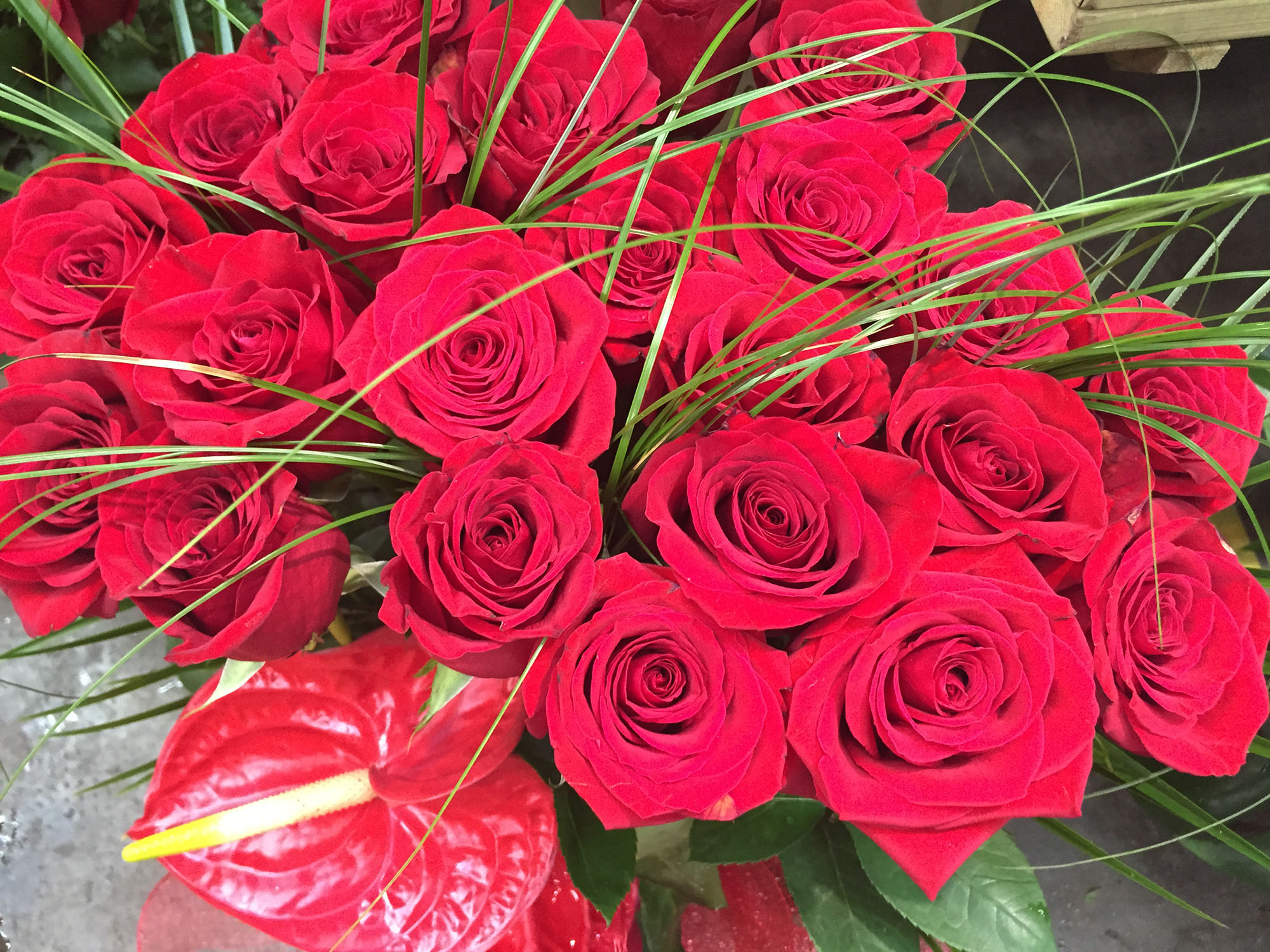 Clásicas rosas rojas